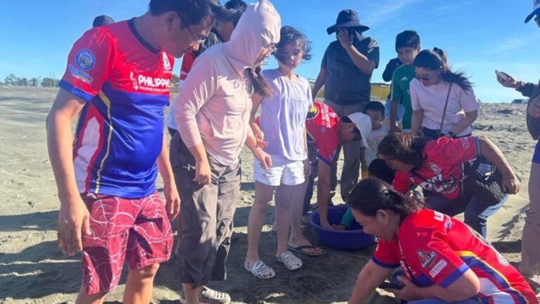 Sea Turtle Hatchlings Released In Currimao Bay