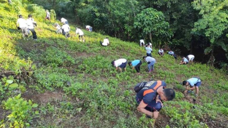 Pangasinan Plants 196K Seedlings In 2024