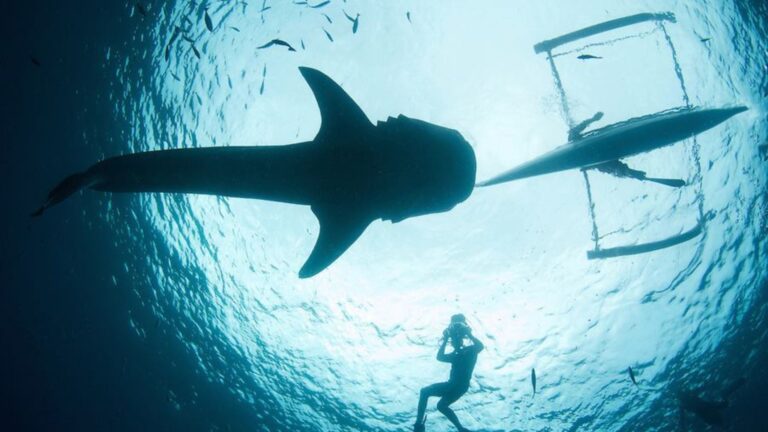 Bohol Governor Orders Halt To Whale Shark Watching Over Law Violations