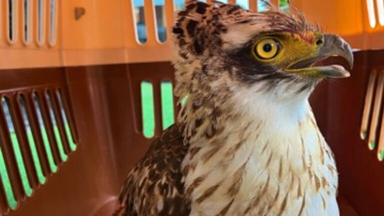 Rescued Philippine Serpent Eagle Released In North Cotabato
