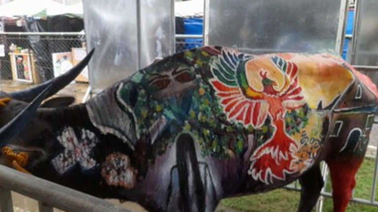 Festival Highlights Role Of Carabao In Agriculture, Culture