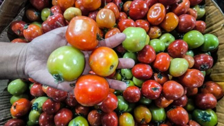 DA Urges Local Tomato Farmers To Coordinate For Direct Market Linkage