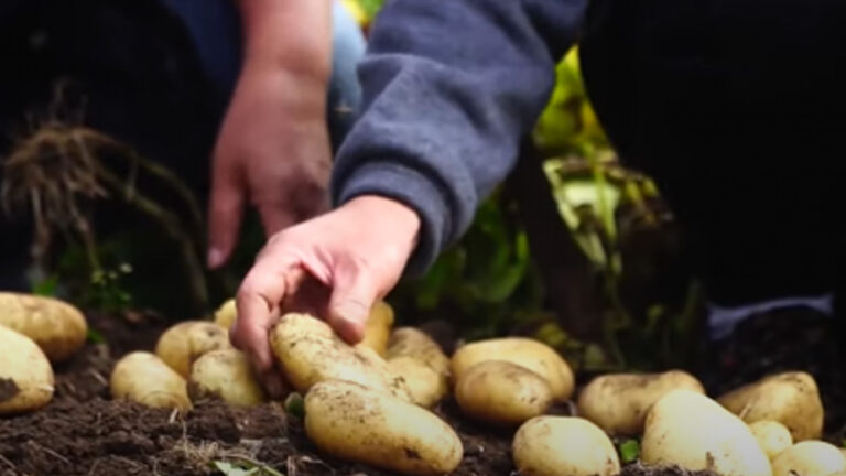 The Power Of Potatoes: A Nutrient-Rich Staple In Filipino Cuisine