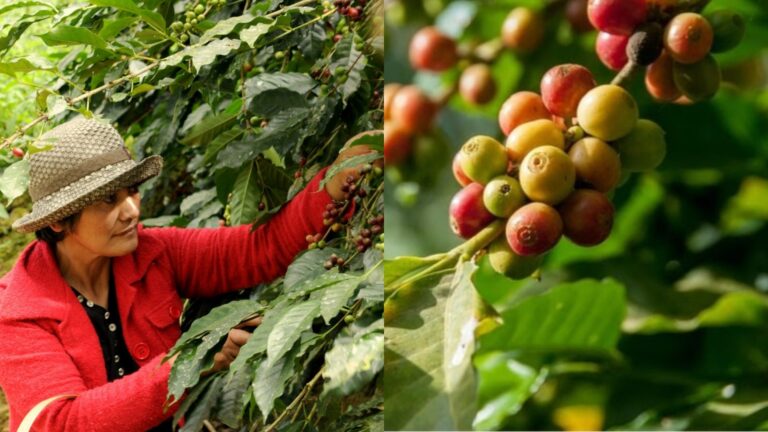 From Mountain Soil To Specialty Cups: The Legacy Flavors Of Benguet Arabica