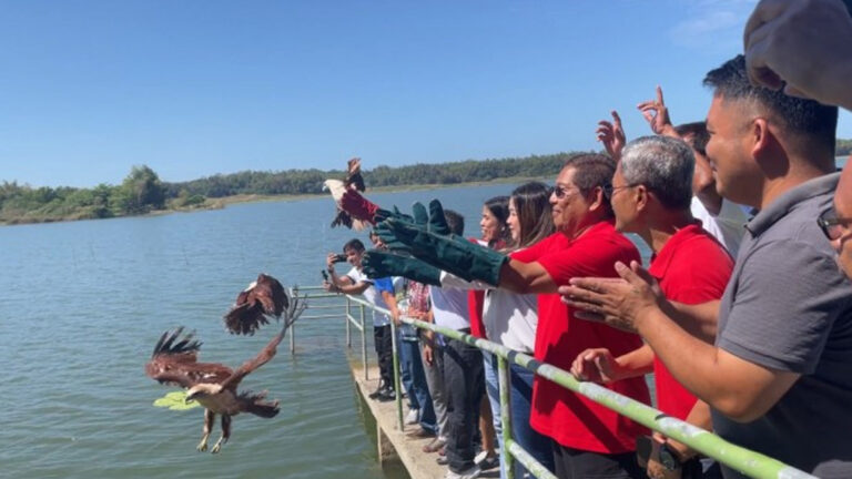 4 Rescued Brahminy Kites Freed In Paoay Lake