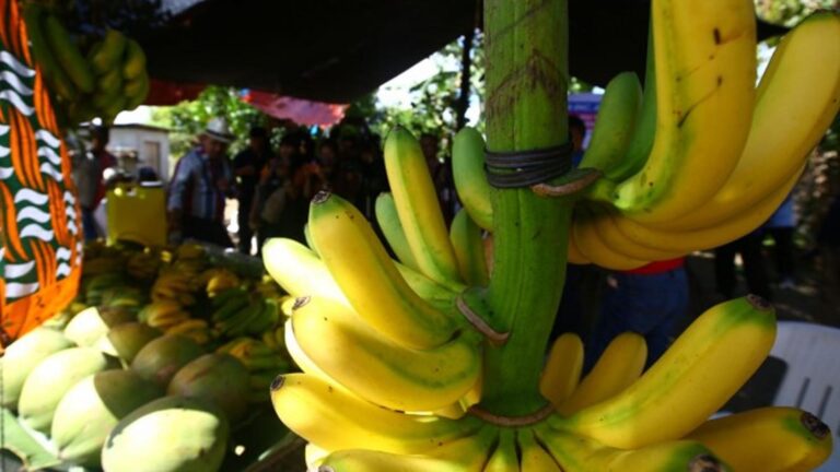 Department Of Agriculture ‘Optimistic’ Of Lower Tariffs On Banana Exports In Japan