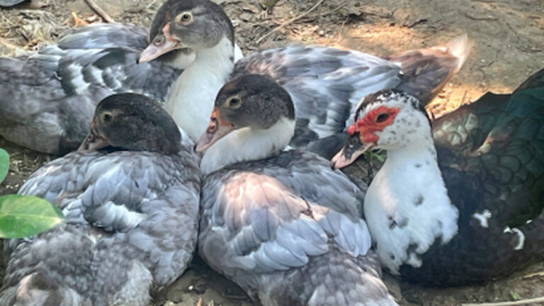 Department Of Agriculture Distributes Feed Assistance To Pampanga Duck Raisers
