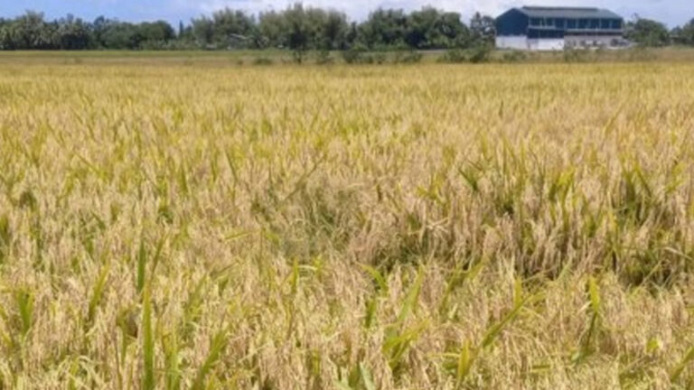 Bago City Boosts Local Food Security As Top Rice Producer In Negros Occidental
