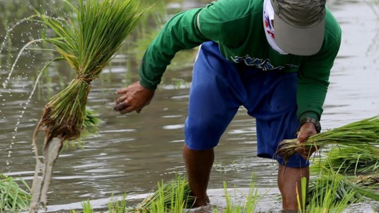 DA Promotes Young Farmers’ Enterprise Development In Camarines Norte