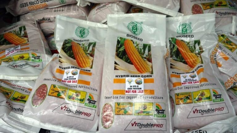 Department Of Agriculture Distributes PHP49 Million Corn Seeds In Davao Region