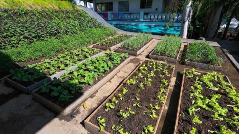 Cadiz City Advocates Rooftop Farming For Food Security, Urban Greening