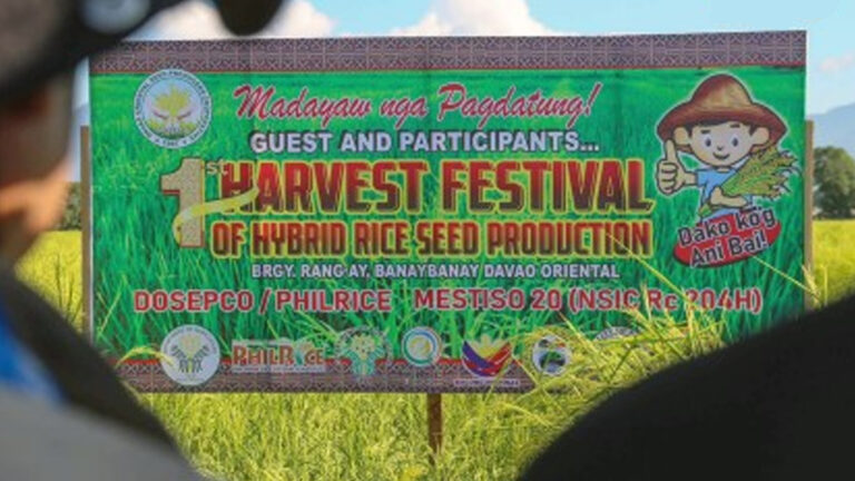 Department Of Agriculture Pushes For Local Hybrid Rice Production In Davao Region