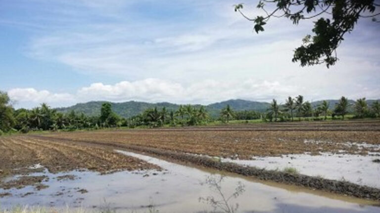 1.4K Farmers In Antique Receive DA-Certified Seeds