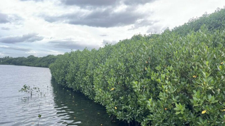 Tacloban Mangrove Park Eyed As Urban Green Space