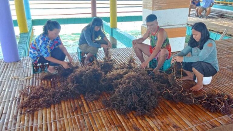 BFAR Steps Up Efforts To Revive Seaweed In Danajon Islet