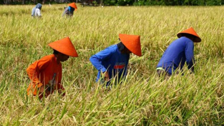 Department Of Agriculture Directed To Expedite Support To Local Farmers, Fishers
