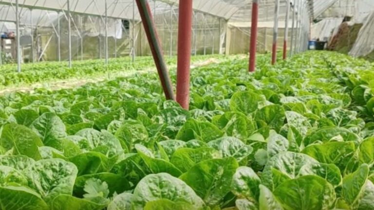 DA Helps Cordillera Farmers Adopt Sustainability, Safety Practices
