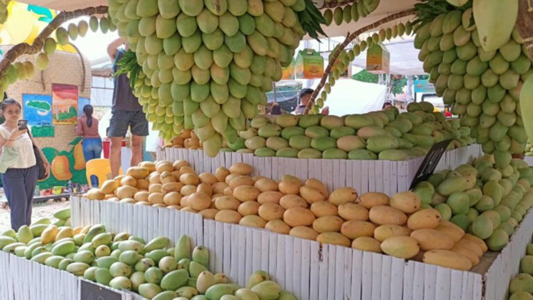 13 Tons Of Sweet Guimaras Mangoes Await Visitors Of ‘Manggahan’ Fest