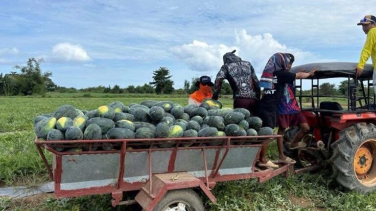 Ilocos Norte Watermelon Clustered Farms Hit PHP9 Million Net Profit