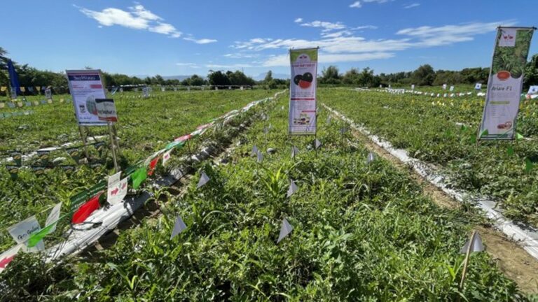 Ilocos Norte Expands Clustered Farming Program For Watermelons