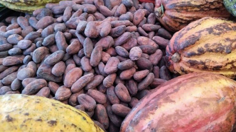 Better Seedlings, Aid Boost Department Of Agriculture Cacao Industry