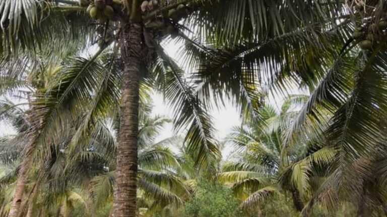 Department Of Agriculture Seeks Higher Budget With Focus On Diverse Agri Commodities