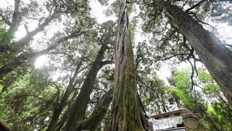 Trees May Emit Less Carbon Dioxide Under Climate Warming Than Expected