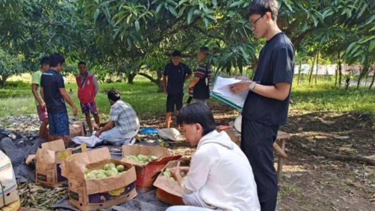 Cotabato Mangoes Enter National Market With 20-Ton Deal