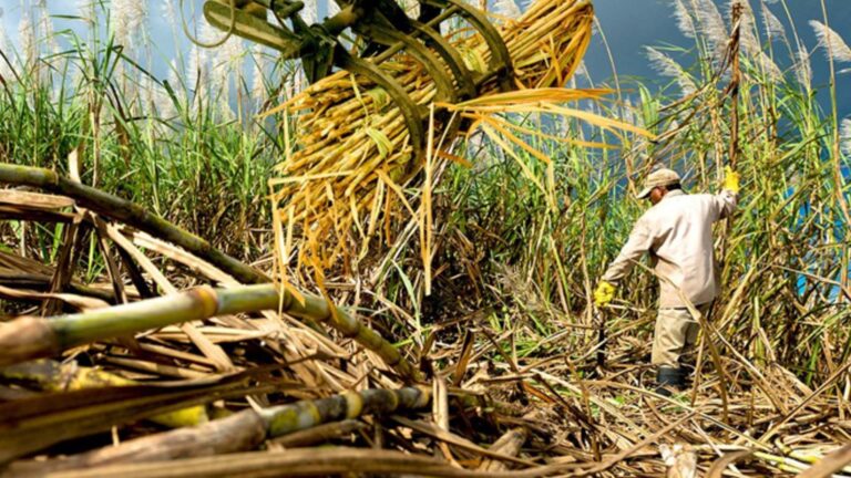 Department Of Agriculture: Philippine Sugar Production Breaches 2M Metric Tons