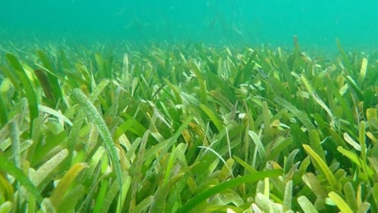 DENR Embarks On Seagrass Conservation In Capiz