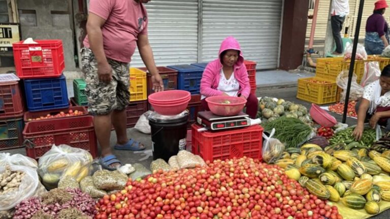 Tomato Industry Gets Boost In Ilocos Norte With Off-Season Varieties