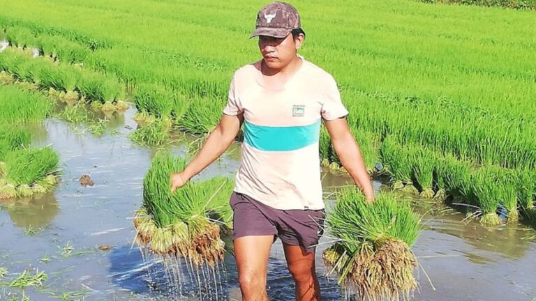 DA-Cordillera Pushes Drone Use To Reduce Rice Production Costs