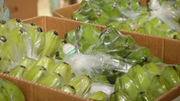 Davao’s Cardava Bananas Exported To Saudi Arabia