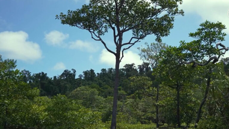 DENR: Arbor Day A Call To Protect Forests, Restore Ecosystem