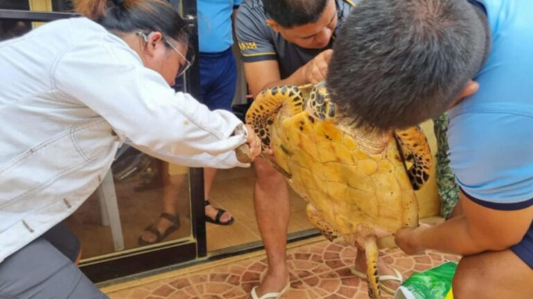 Hawksbill Sea Turtle Rescued, Freed In Surigao Del Norte