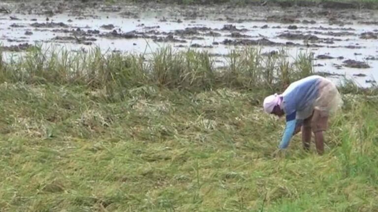 DA-13 Disburses PHP28 Million Fertilizer Vouchers For Caraga Farmers