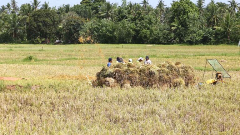 Caraga Rice Farmers Get 103K Certified Seeds
