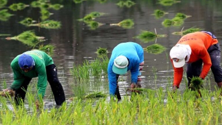 Heavy Rains Still Beneficial For Rice Planting Season