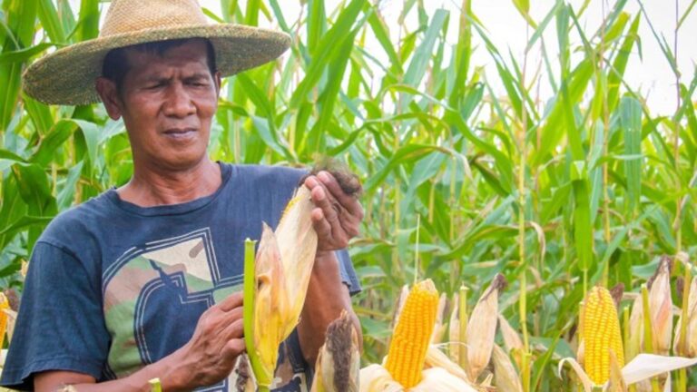 National Food Authority To Start Buying White, Yellow Corn In 2026