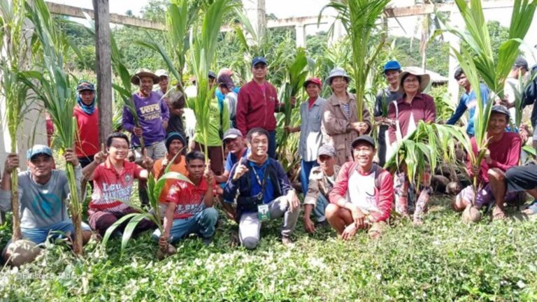 103K Coconut Seedlings Planted In Cagayan Since 2024