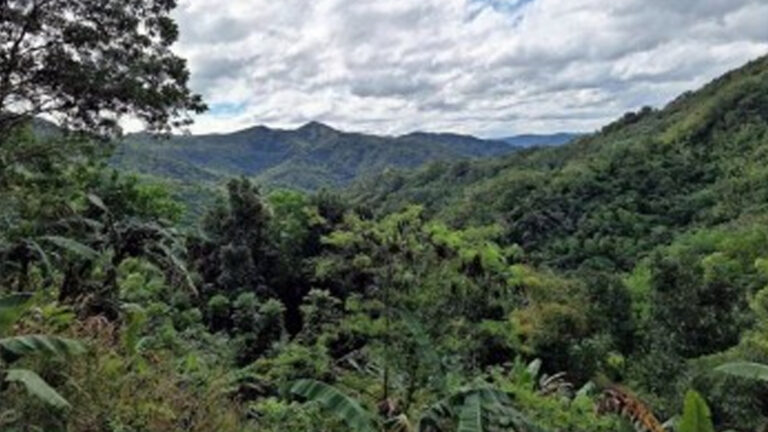 DENR To Double Upper Marikina’s Forest Cover For Climate Resilience