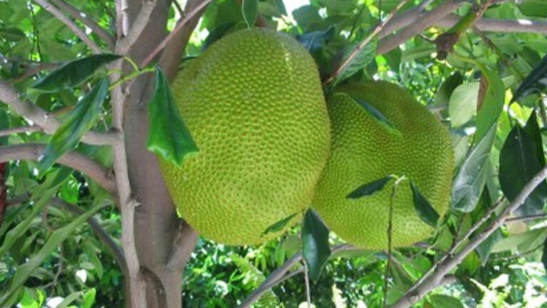 Jackfruit Processing Hub To Rise In Leyte