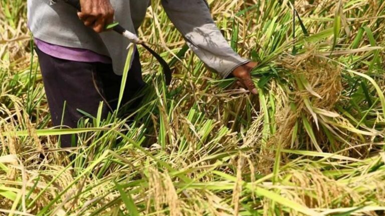PCIC To Introduce Faster, Tech-Based Insurance Payout For Rice Farmers