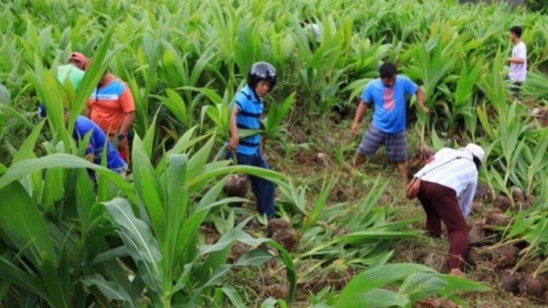 Dinagat Farmers Get 59K New Coconut Seedlings