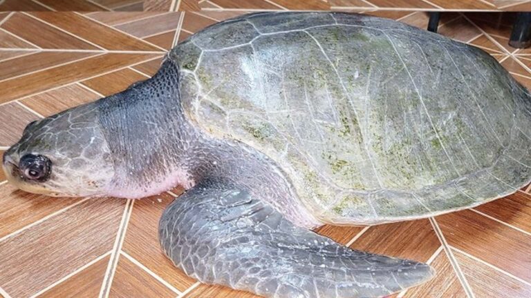 Sea Turtle Rescued In Navotas; DENR Urges Swift Reporting