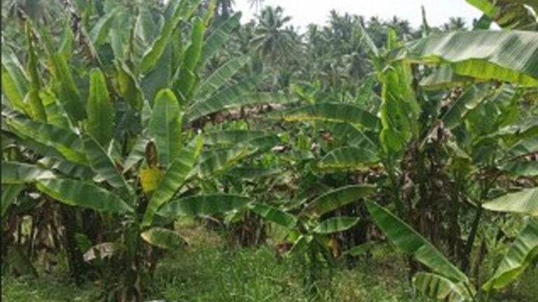 Northern Samar Kicks Off Local Abaca Industry Development
