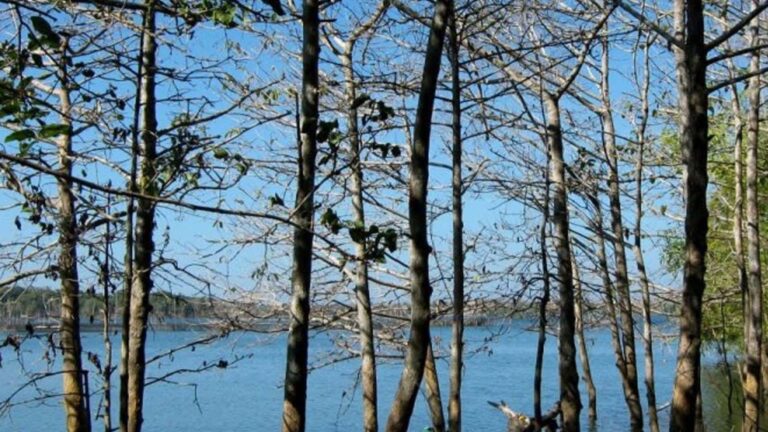 5K Native Trees To Be Planted At Paoay Lake National Park In 2 Years