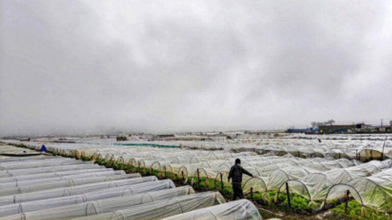 Tripled Strawberry, Veggie Production Eyed With ‘Raised Bed Tech’