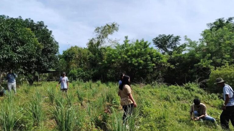 Ilocos Norte Town Boosts Coco Industry With Farmer Training