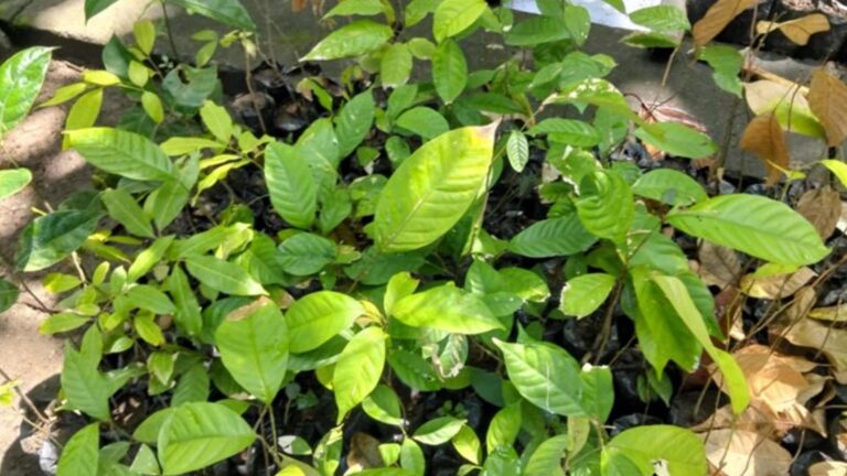 Rotary Club Of Antique To Plant Over 3K Fruit-Bearing Trees